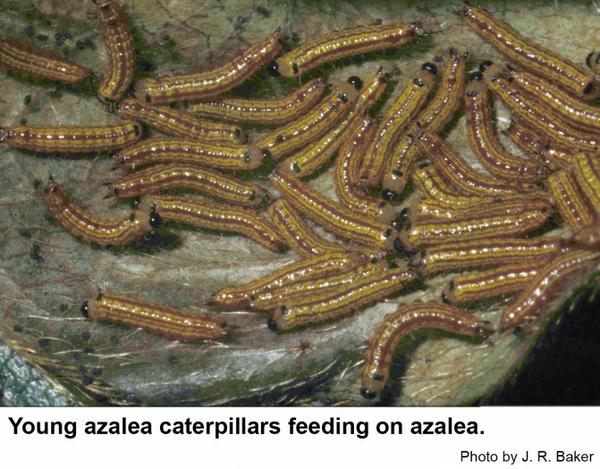 Young azalea caterpillars are small and greenish.