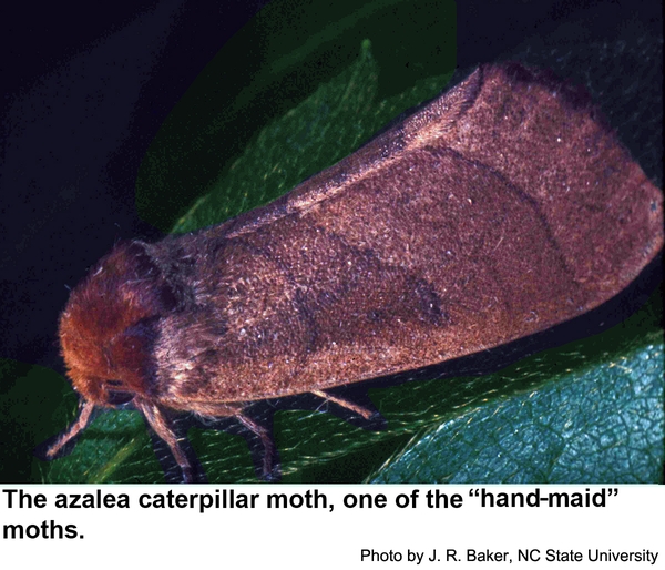 Azalea caterpillar moth