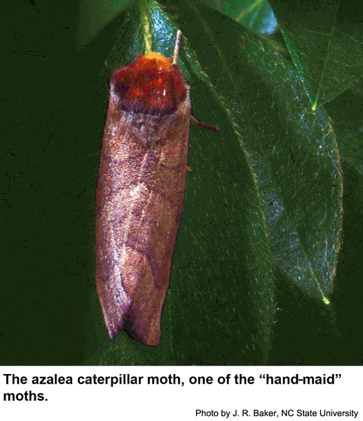 Azalea caterpillar moths are active at night.