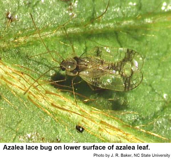 Thumbnail image for Arthropod Pests of Azalea