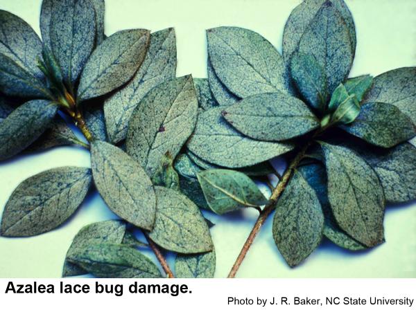 lace bug damage