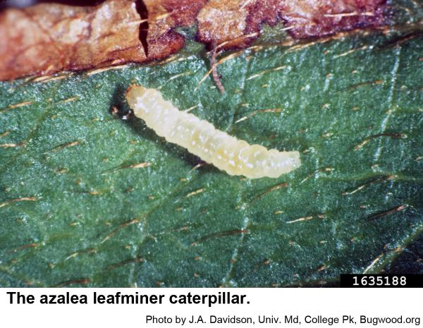 Azalea leafminer