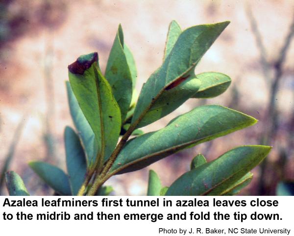 Azalea leafminers first mine