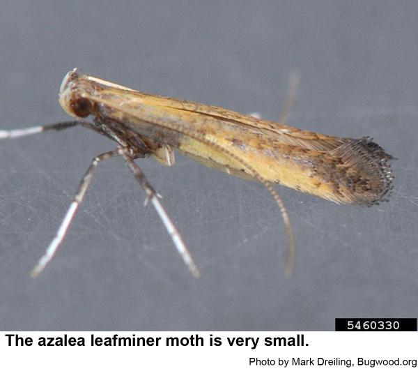 Moths of the azalea leafminer