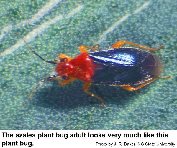 Azalea plant bug
