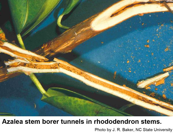 Azalea stem borer grubs tunnel downward,