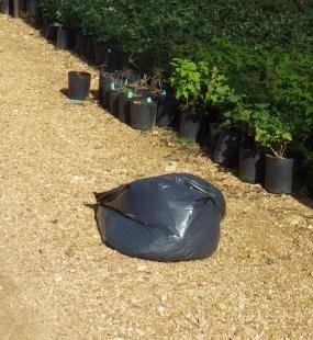 Plastic trash bag full of weeds near potted plants