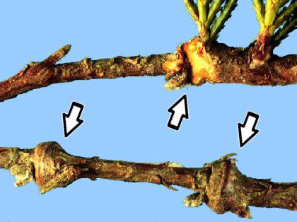 Figure 3. Juniper twigs defoliated by the bagworm.