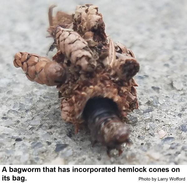 Bagworms incorporate