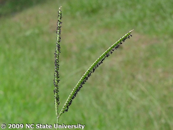 Photo of bahiagrass seedhead