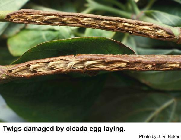Cicada eggs are jabbed into a twig in a double row.