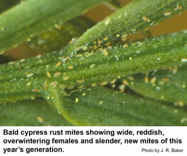 bald cypress mites