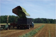 Decorative Cover Image 2- Forage being loaded into a large truck