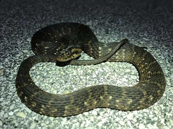 Light brown snake with rough scales and dark brown cross bands.