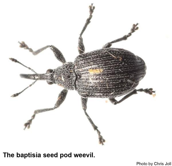 Thumbnail image for Baptisia Seed Pod Weevil