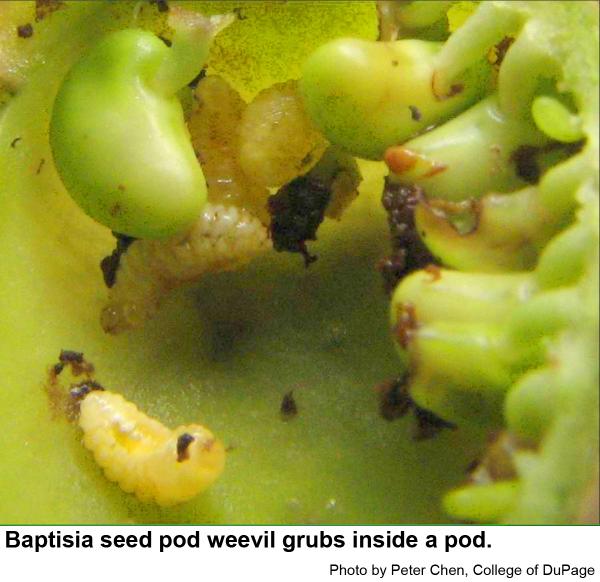 Baptisia seed pod weevil grubs