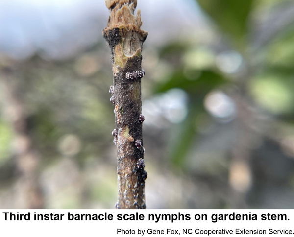 Third instar barnacle nymphs move to stems to feed.