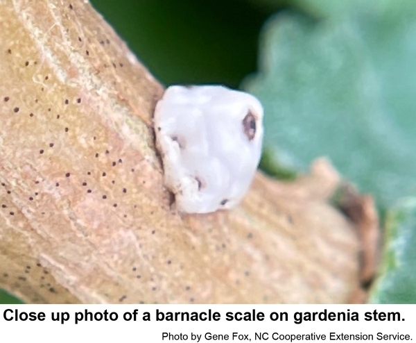 Thumbnail image for Barnacle Scale