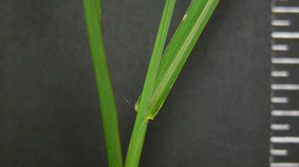 Barnyardgrass auricle