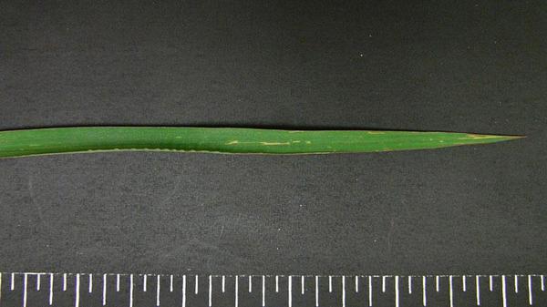 Barnyardgrass leaf blade tip shape