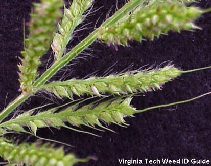 Photo of barnyardgrass seedhead