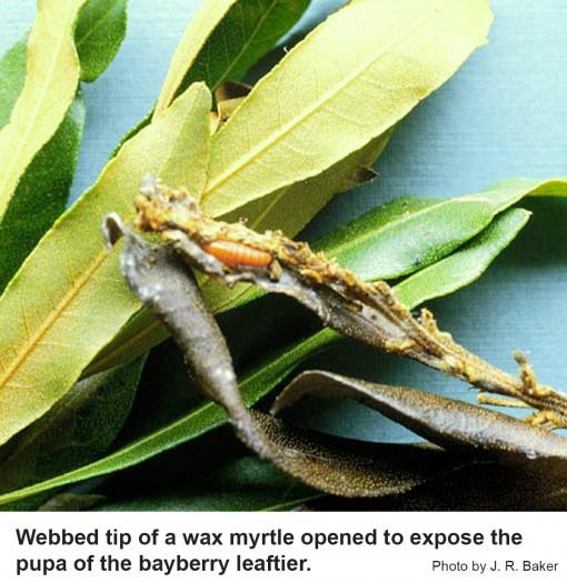 Webbed tip of a wax myrtle opened to expose the pupa of the bayberry leaftier