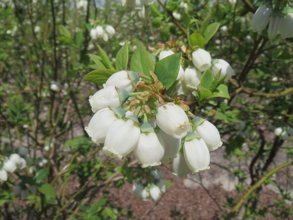healthy, white blueberry flowers