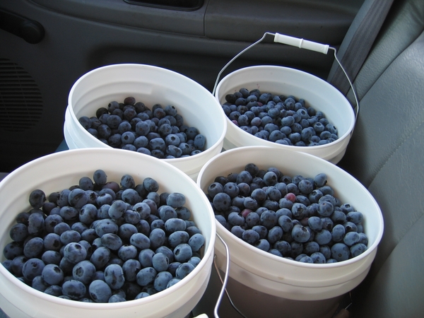 Blueberries in buckets