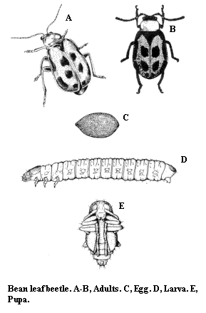 Bean leaf beetle. A-B. Adults. C. Egg. D. Larva. E. Pupa.