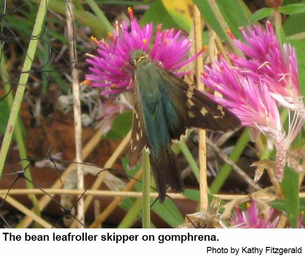 bean leafroller adult skipper on gomphrena
