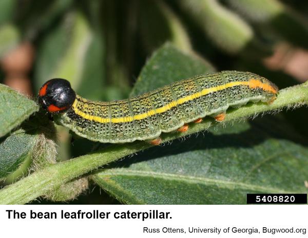 bean leafroller caterpillar