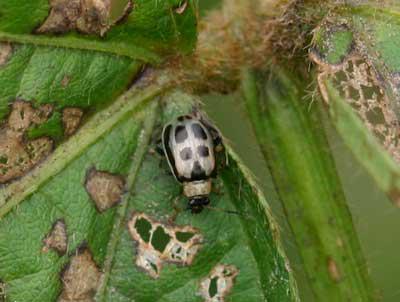 Photo of bean leaf beetle damage