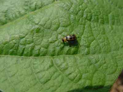 Photo of bean leaf beetle