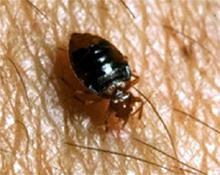 Figure 1. Bedbug.