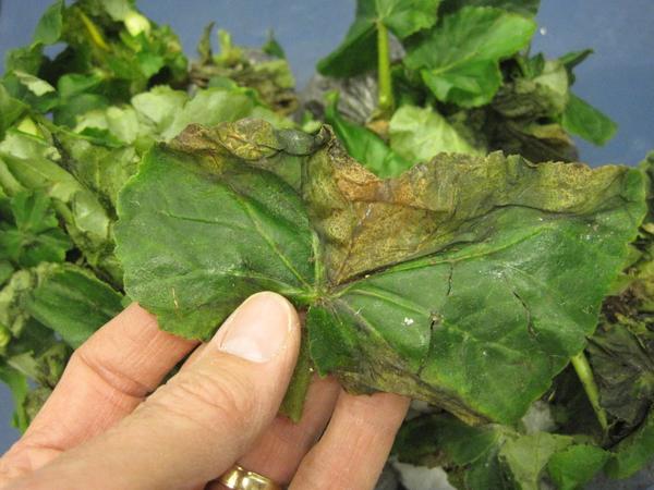 Begonia leaf with damaged top half