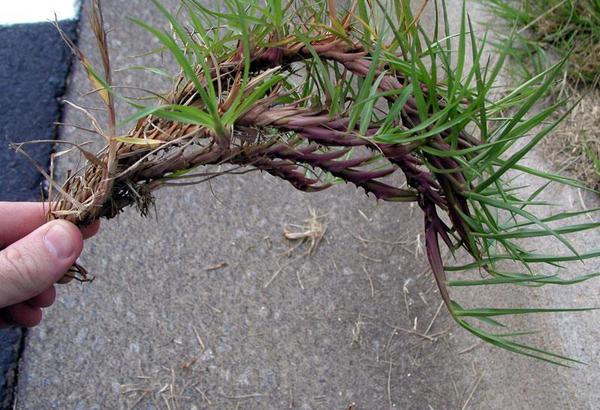 Figure 13. Bahiagrass rhizomes.