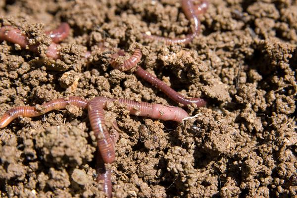 Worms in compost