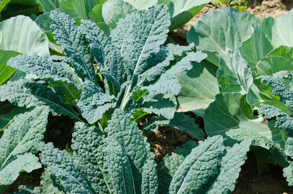 Photo of kale plants