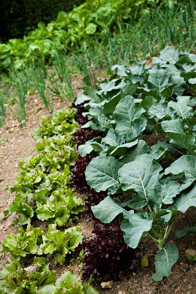Photo of a garden with collard greens growing.