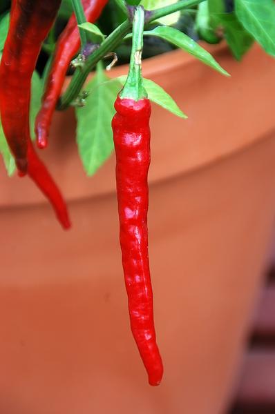 Photo of hot pepper plant