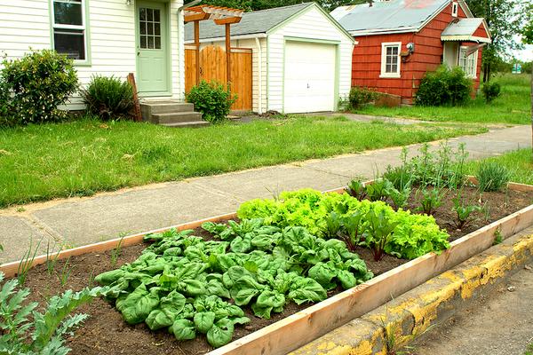 Photo of raised beds in a neighborhood.