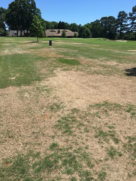 Patches of dry yellow dead grass between areas of green grass