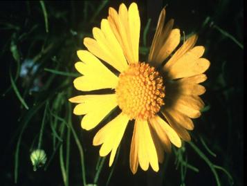 Photo of bitter sneezeweed flower