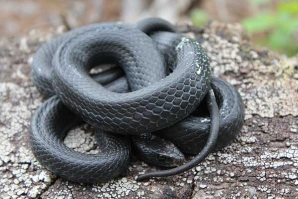 Coiled black snake with smooth scales.