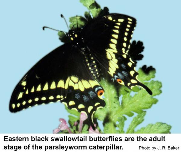 Eastern black swallowtails are common in North Carolina.