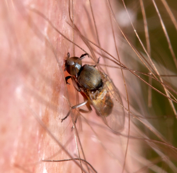 An adult black fly biting a human