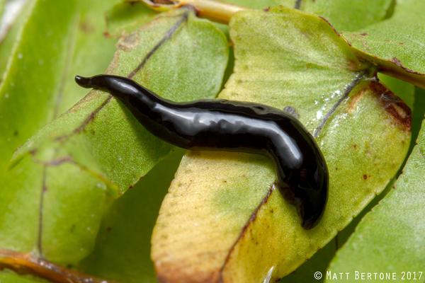 Unidentified dark black shiny terrestrial flatworm.