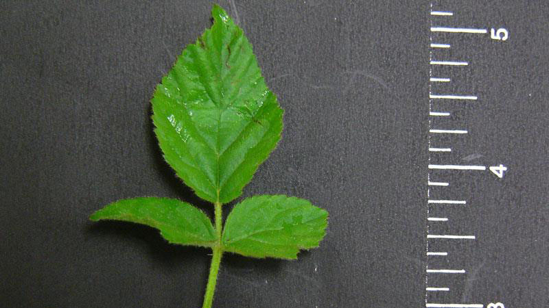 Blackberry leaf shape.