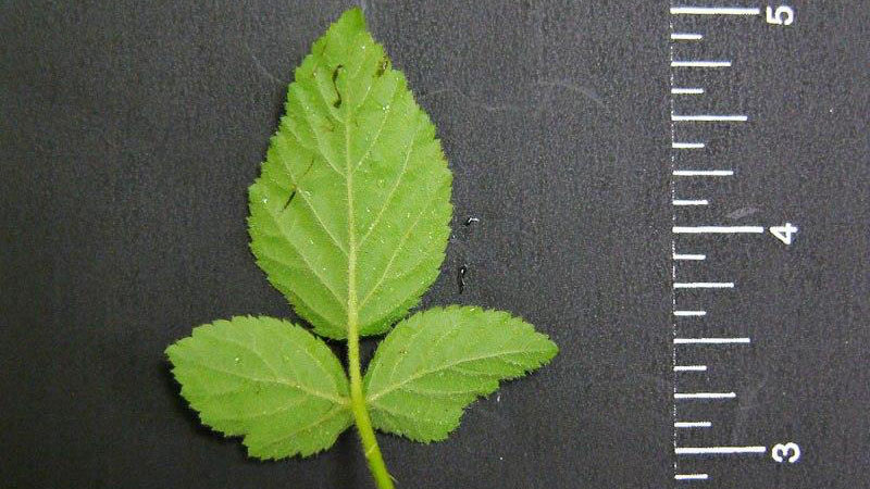 Blackberry leaf shape.