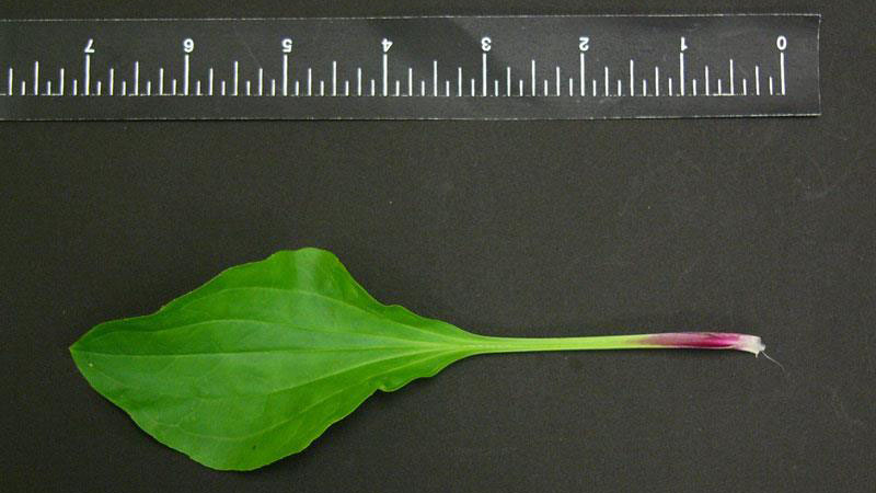 Blackseed plantain leaf shape.